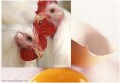مساعد وزير الزراعة الايراني: ايران تصدر بيض الدجاج لـ 10 دول في العالم.